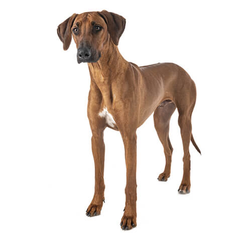 Large rhodesian dog breed hotsell